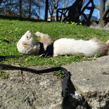 Katzensitter - Ant&ocirc;nio Junior - 