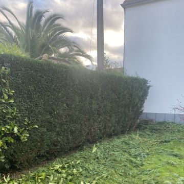 EVT WASH - Vila Nova de Paiva - Élagage et entretien des arbres