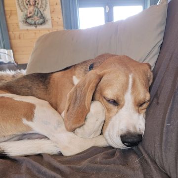 Lara Vieira Pet Sitter - Portimão - Dog Sitting