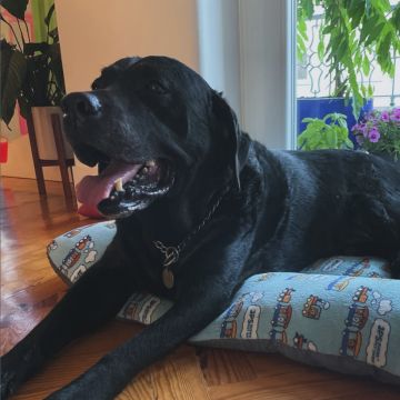 PetCare_Portugal - Lisboa - Treino Animal e Modificação Comportamental (Não-canino)