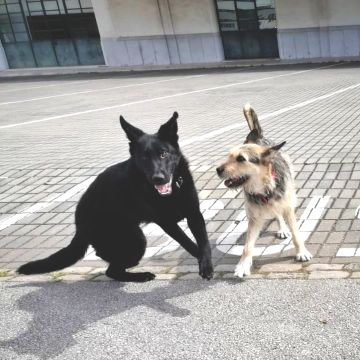 PetCare_Portugal - Lisboa - Dog Sitting