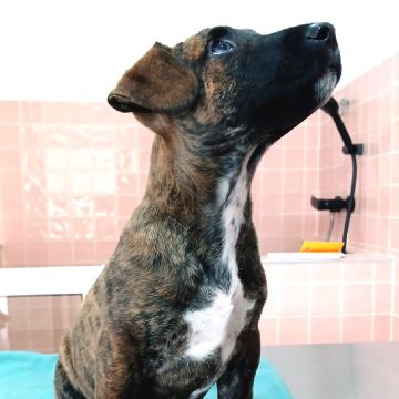 PetCare_Portugal - Lisboa - Pet Sitting e Pet Walking