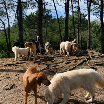 Conexão pet🐕‍🦺 - Odivelas - Éducation canine - cours