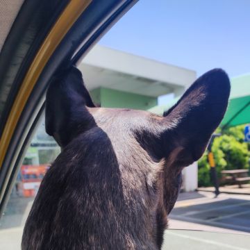 Rukia Patinhas - Cascais - Pet Sitting