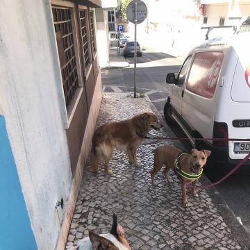 EmaAlmeida - Amadora - Hotel para Cães