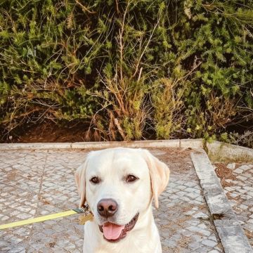 Conexão pet🐕‍🦺 - Odivelas - Éducation canine