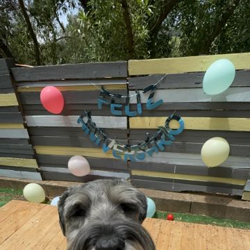 Lara Vieira Pet Sitter - Portimão - Pet Sitting