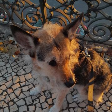 PetCare_Portugal - Lisboa - Treino de Cães - Aulas