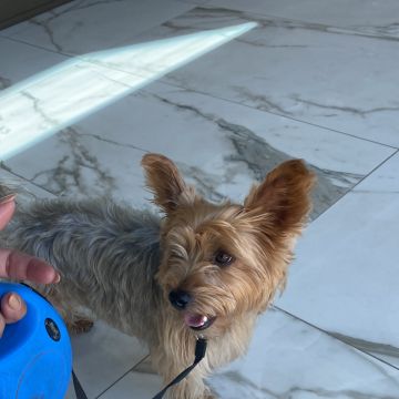 Gabriela Almeida - Cascais - Hundeausführung