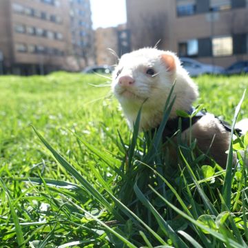 Haustierbetreuung - Ant&ocirc;nio Junior - 