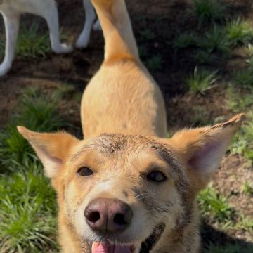 Lara Vieira Pet Sitter - Portimão - Dog Sitting