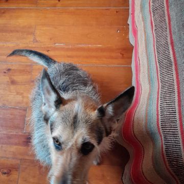 PetCare_Portugal - Lisboa - Dog Walking