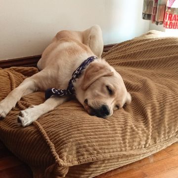 Conexão pet🐕‍🦺 - Odivelas - Éducation canine - cours