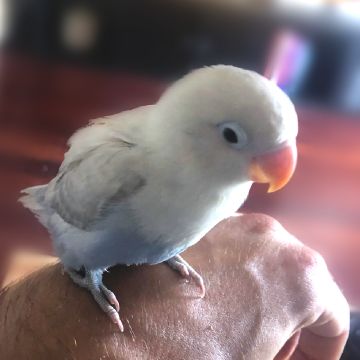 PetCare_Portugal - Lisboa - Hotel e Creche para Animais
