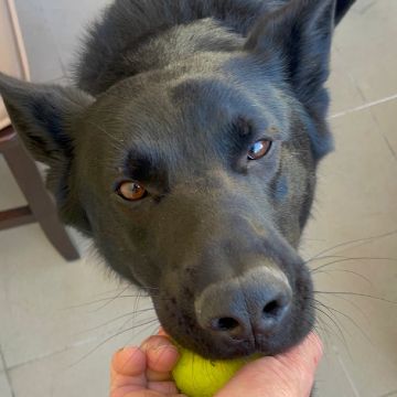 PetCare_Portugal - Lisboa - Creche para Cães