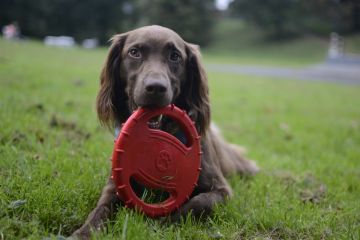 Tami - Porto - Hundeausführung