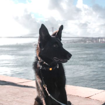PetCare_Portugal - Lisboa - Creche para Cães