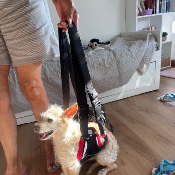 A Avó Cuida - Almada - Hundetagesstätte (Hundesitter)