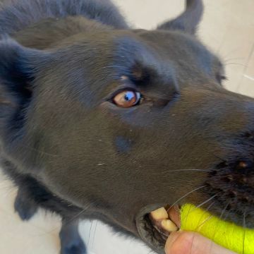 PetCare_Portugal - Lisboa - Pet Sitting
