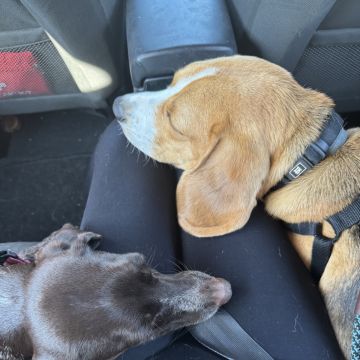 Lara Vieira Pet Sitter - Portimão - Dog Walking