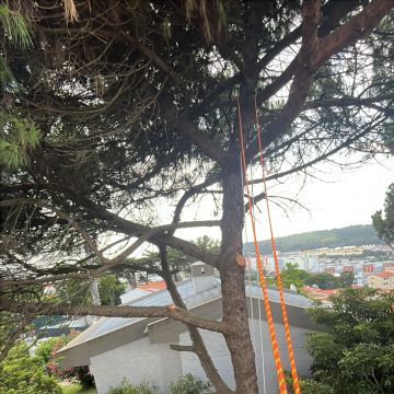 Arborista - Odivelas - Entfernung von Gebüsch- und Baumaufwuchs