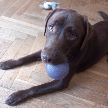 Garderie pour chiens