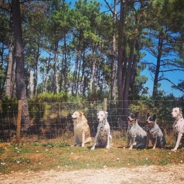 Camille Peloin Dog Training - Escola de cães de Caldas da Rainha e da Região Oeste - Caldas da Rainha - Hundetraining - Privatunterricht