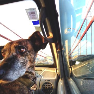PetCare_Portugal - Lisboa - Hotel de Animais de Estimação