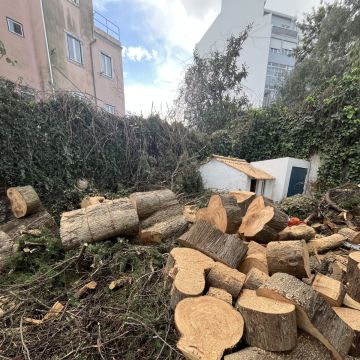 Arborista - Odivelas - Baumpflege