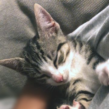 PetCare_Portugal - Lisboa - Cuidados para Animais de Estimação