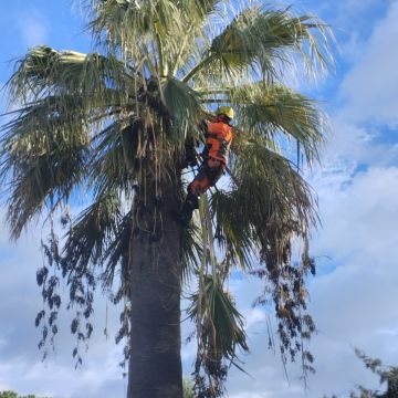Arborista - Odivelas - Rasenpflege - Kompletter Rundum-Service