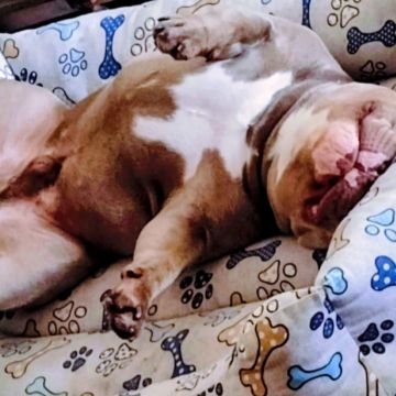 Conexão pet🐕‍🦺 - Odivelas - Services pour animaux de compagnie