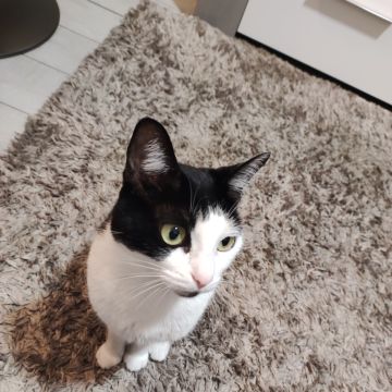 Rukia Patinhas - Cascais - Cat Sitting