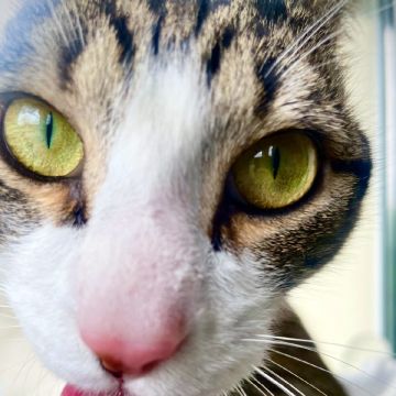 PetCare_Portugal - Lisboa - Modificação de Comportamento Animal