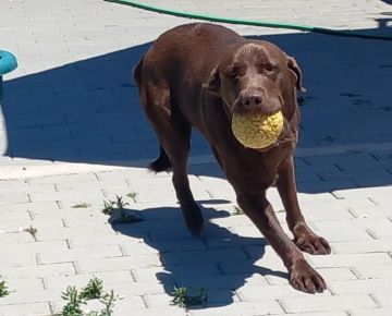 Garderie pour chiens