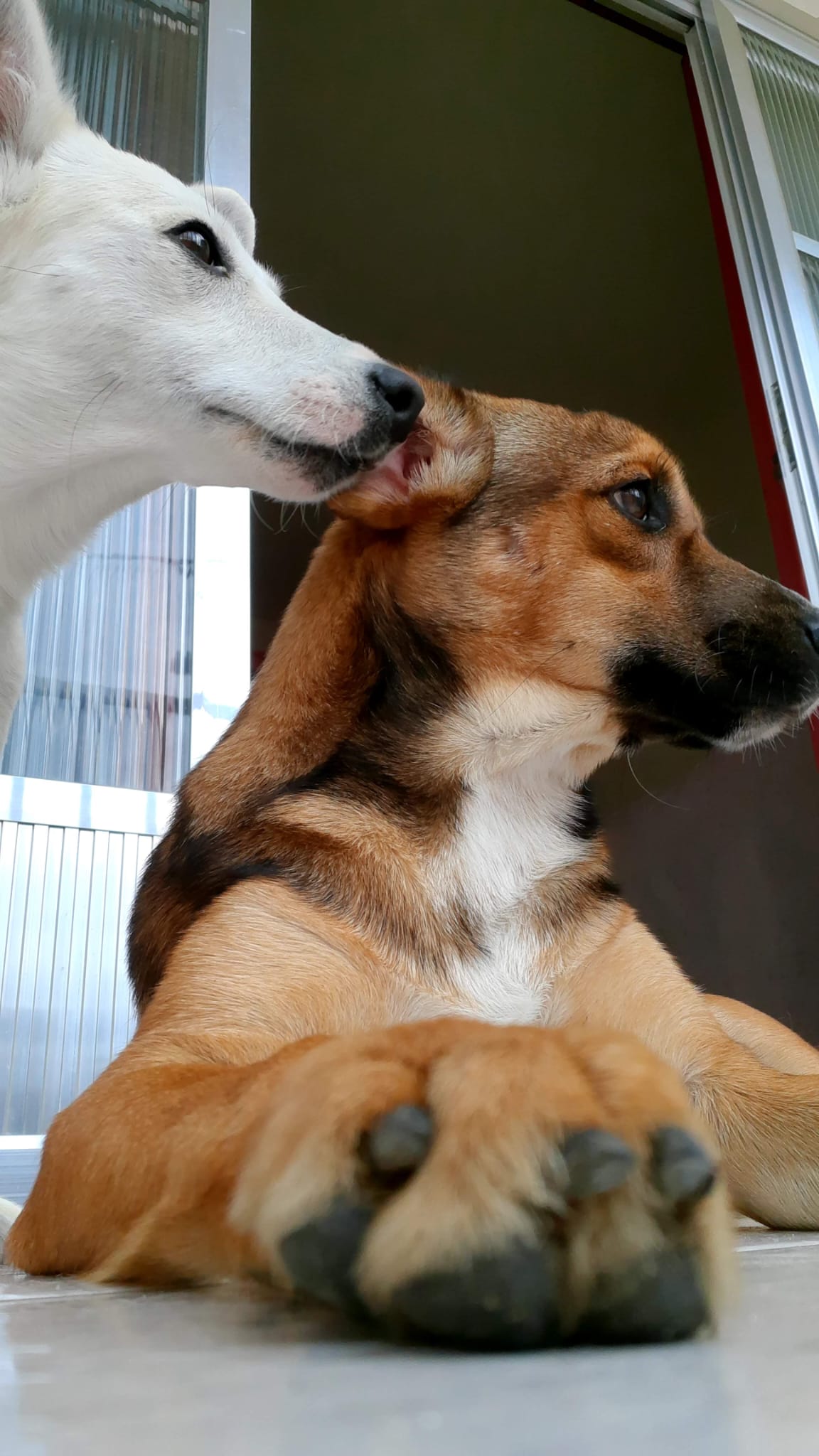 Beatriz Duram - Matosinhos - Pet Sitting