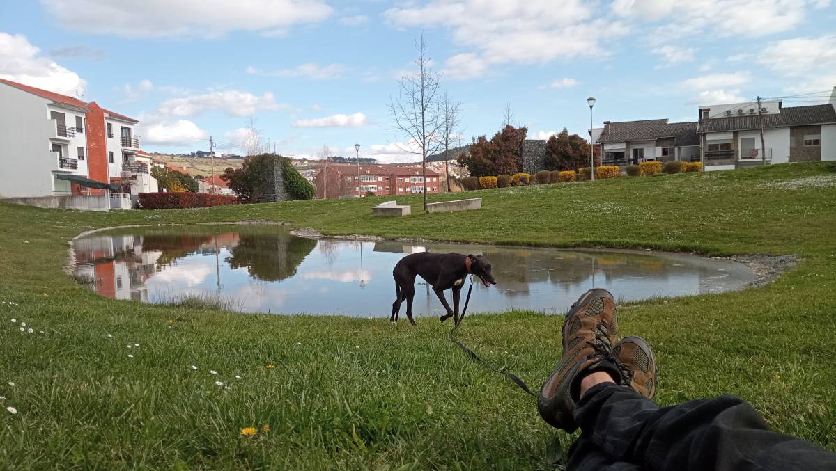 Ricardo - Bragança - Dog Walking