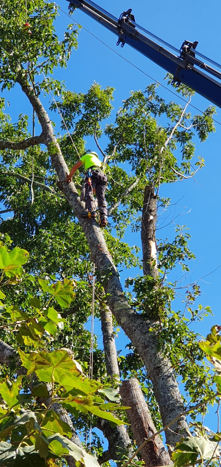 Terragest - Sivicultura e Exploração Florestal - Covilhã - Tratamento de Relvado