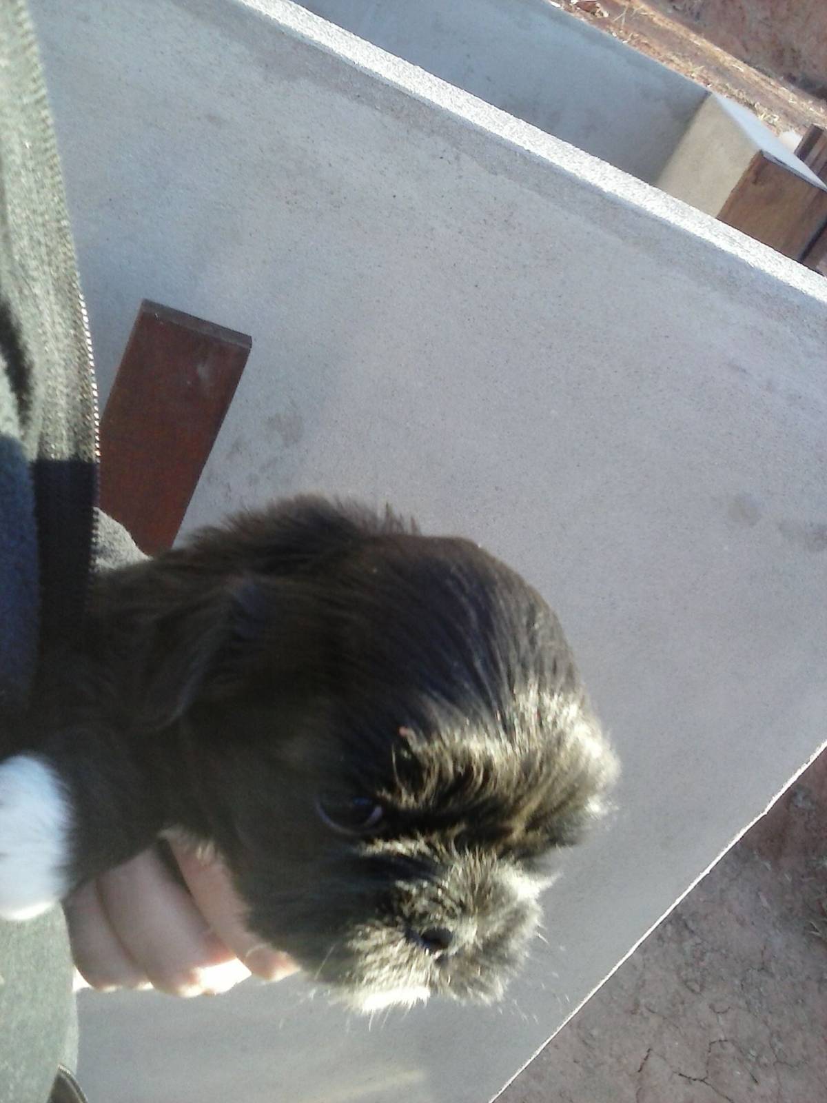 cuidadora de cães pequeno porte - Leiria - Hospedaje de mascotas