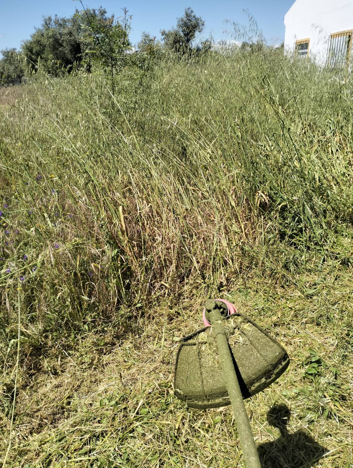 Quintais Limpos - Évora - Plantación de árboles