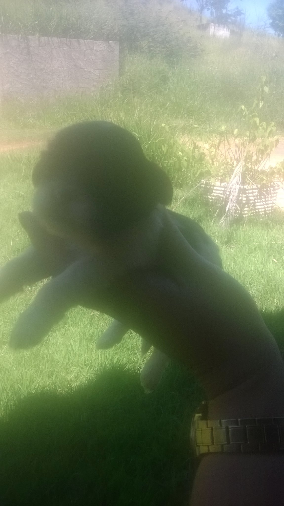 cuidadora de cães pequeno porte - Leiria - Guardería para perros