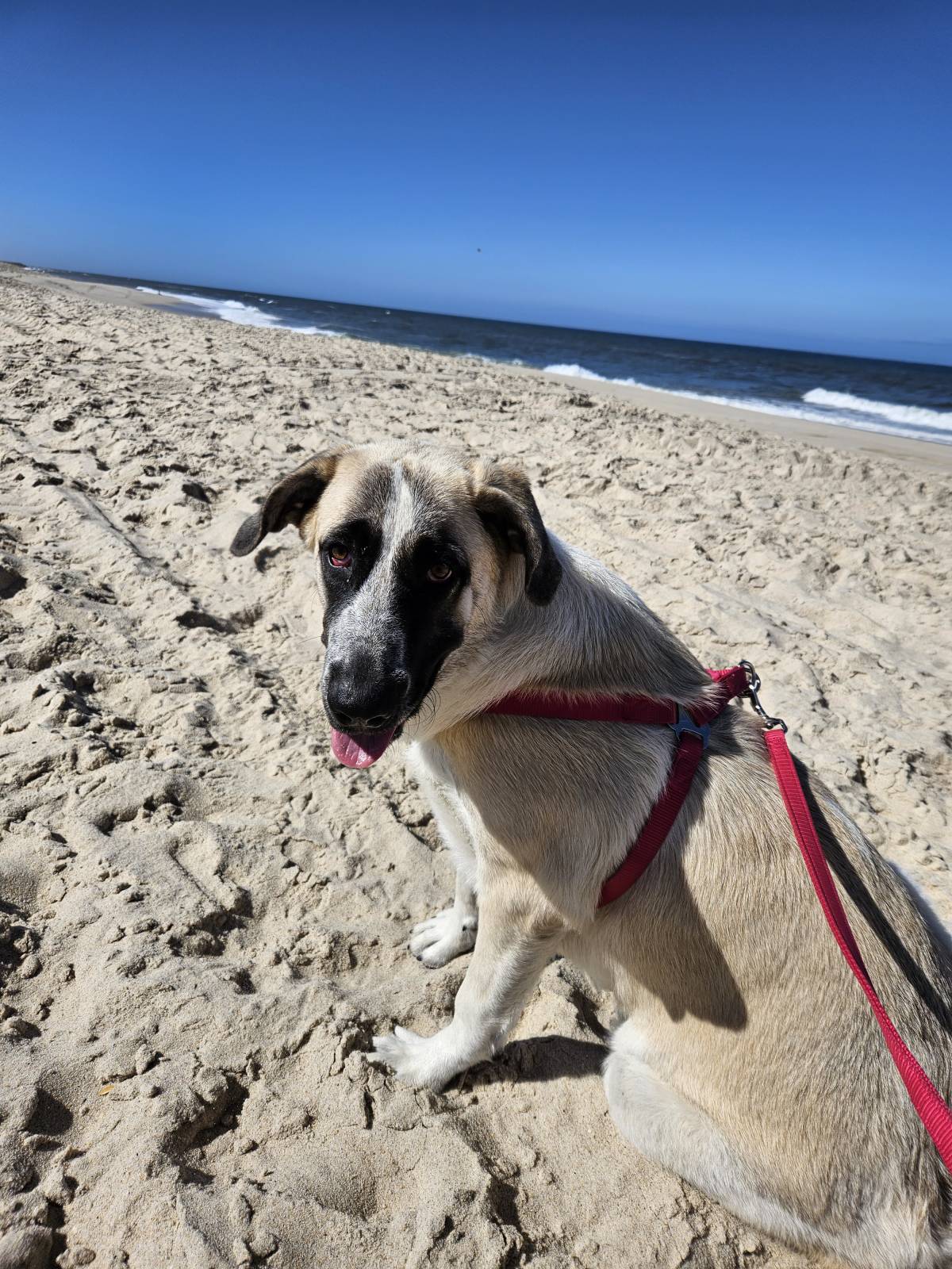 LourençoDogWalker - Aveiro - Dog Walking