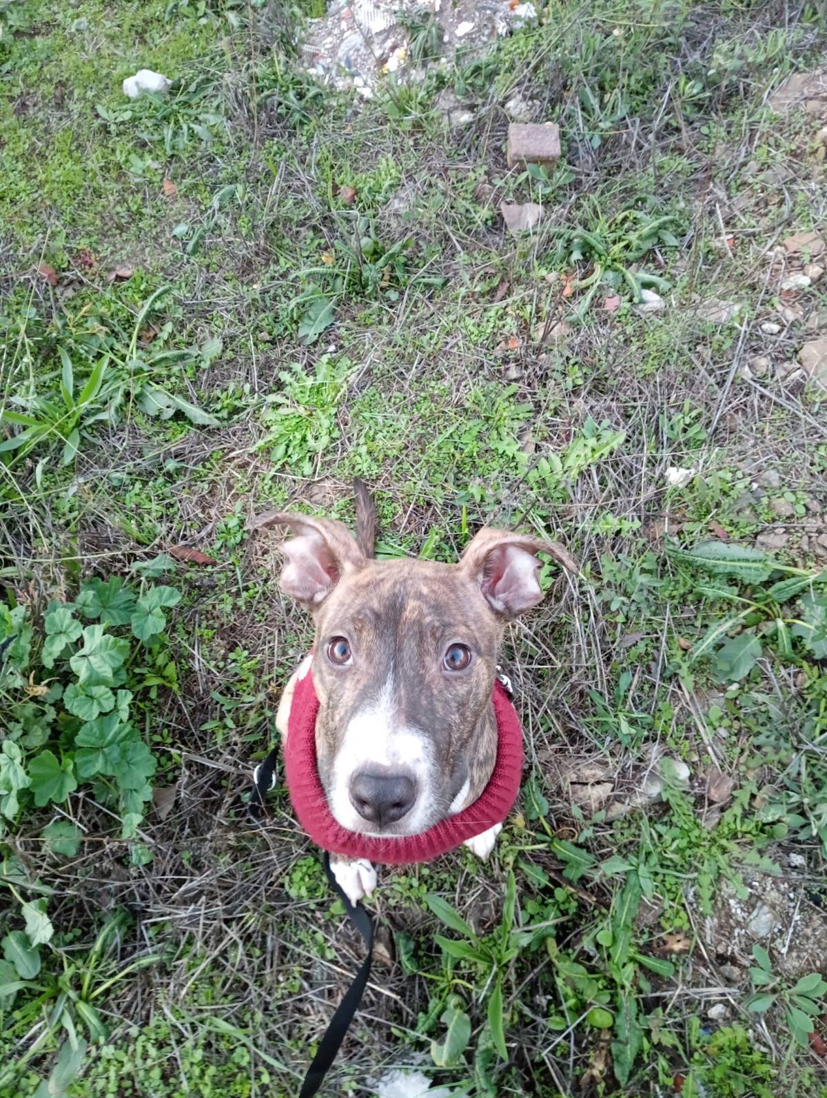 Ricardo Neves - Bragança - Hundeausführung