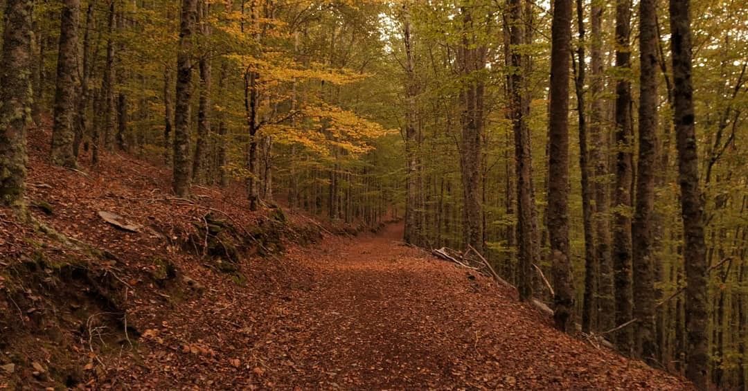 Terragest - Sivicultura e Exploração Florestal - Covilhã - Remoção de Arbustos