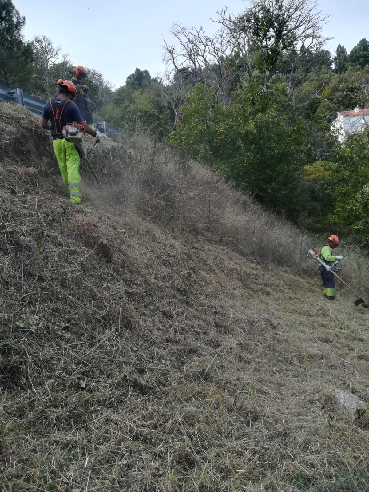 Terragest - Sivicultura e Exploração Florestal - Covilhã - Plantação de Árvores