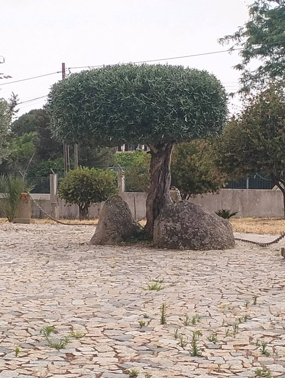 Quintais Limpos - Évora - Servicios de invernadero