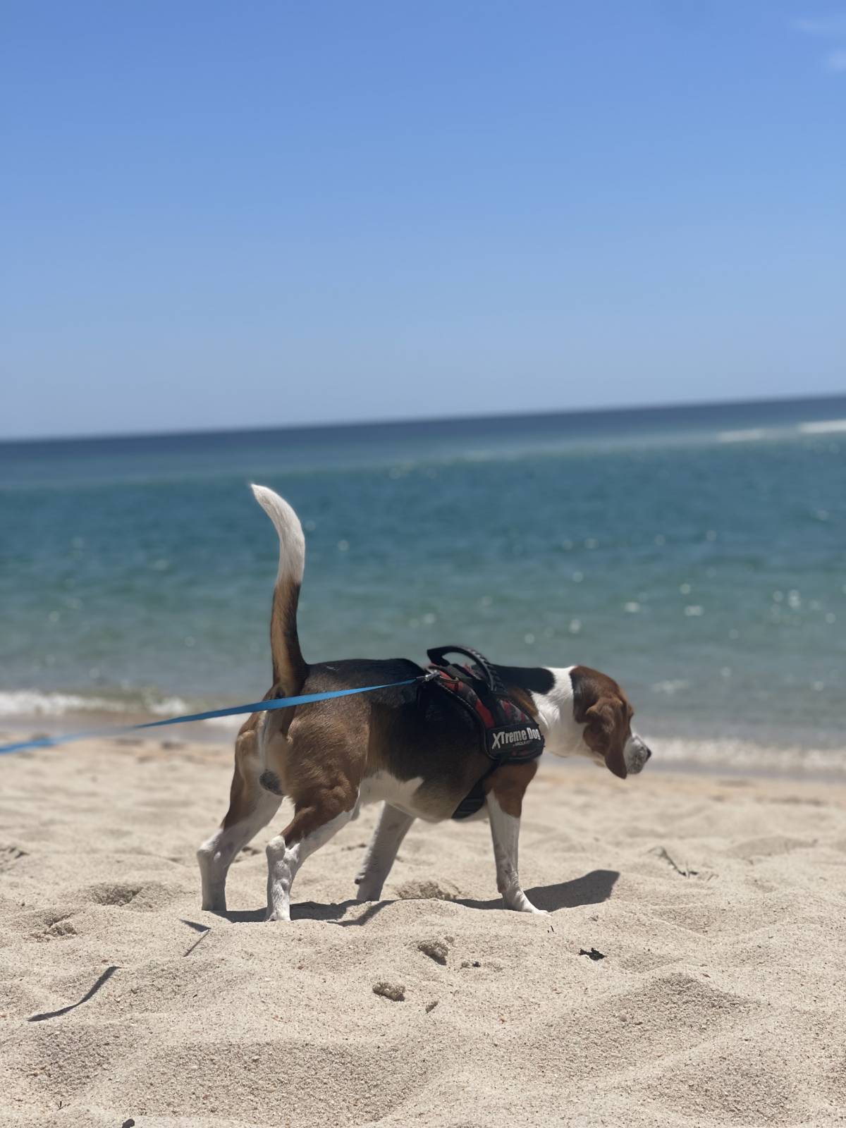 João e Sara - Odivelas - Pet Sitting and Walking