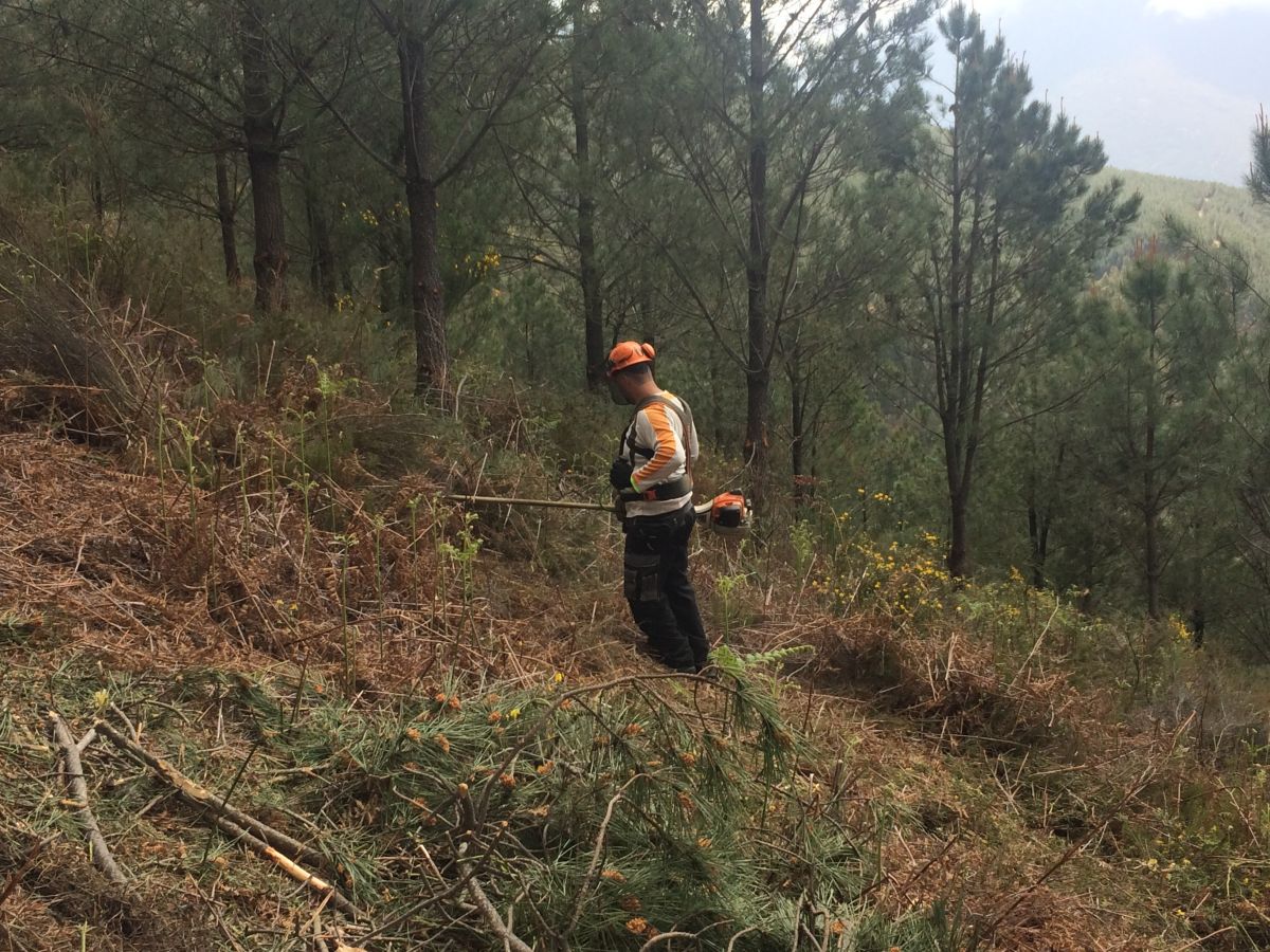 Terragest - Sivicultura e Exploração Florestal - Covilhã - Remoção de Tronco de Árvore