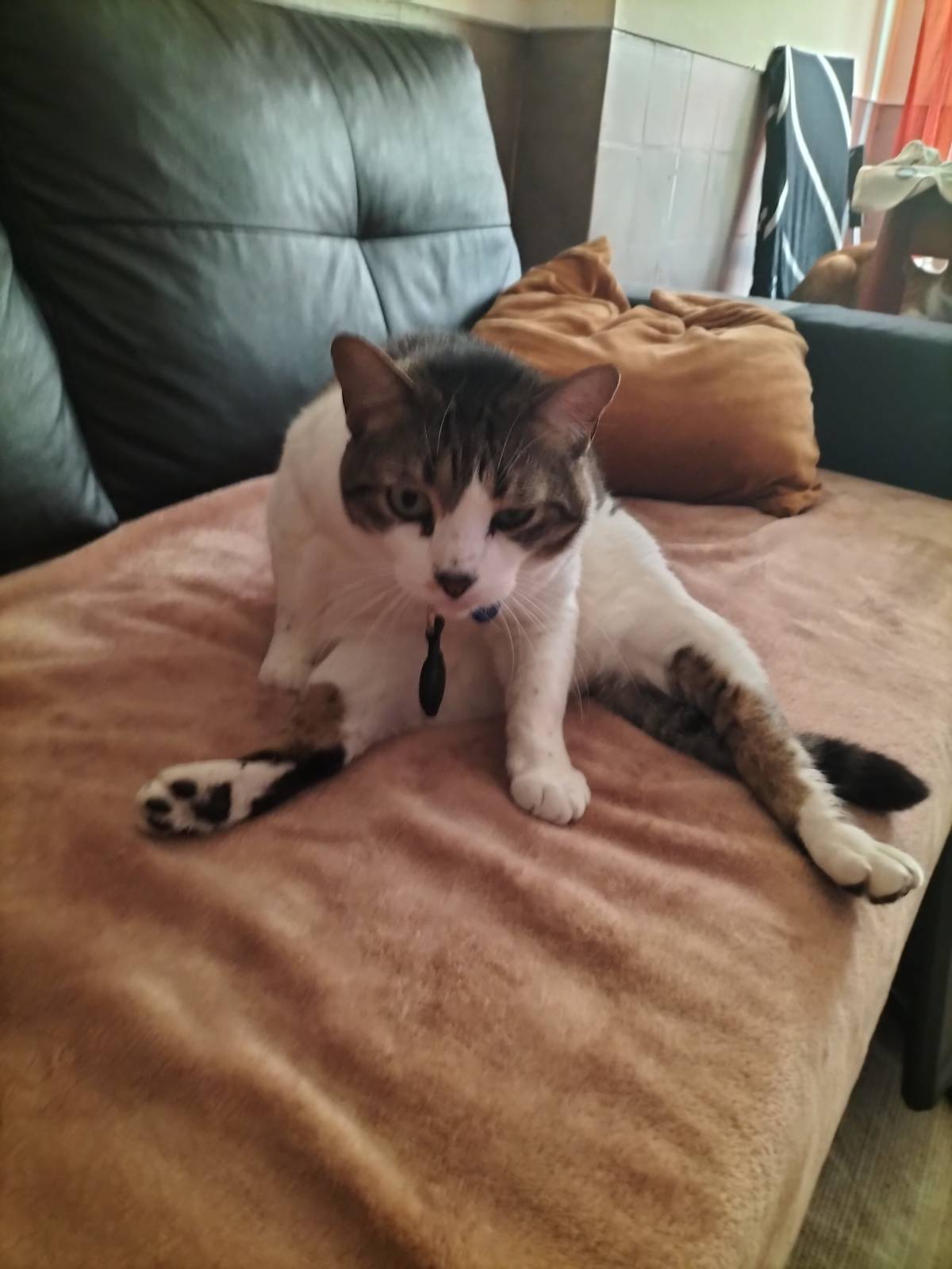 Ana Gomes - Sintra - Pet Sitting
