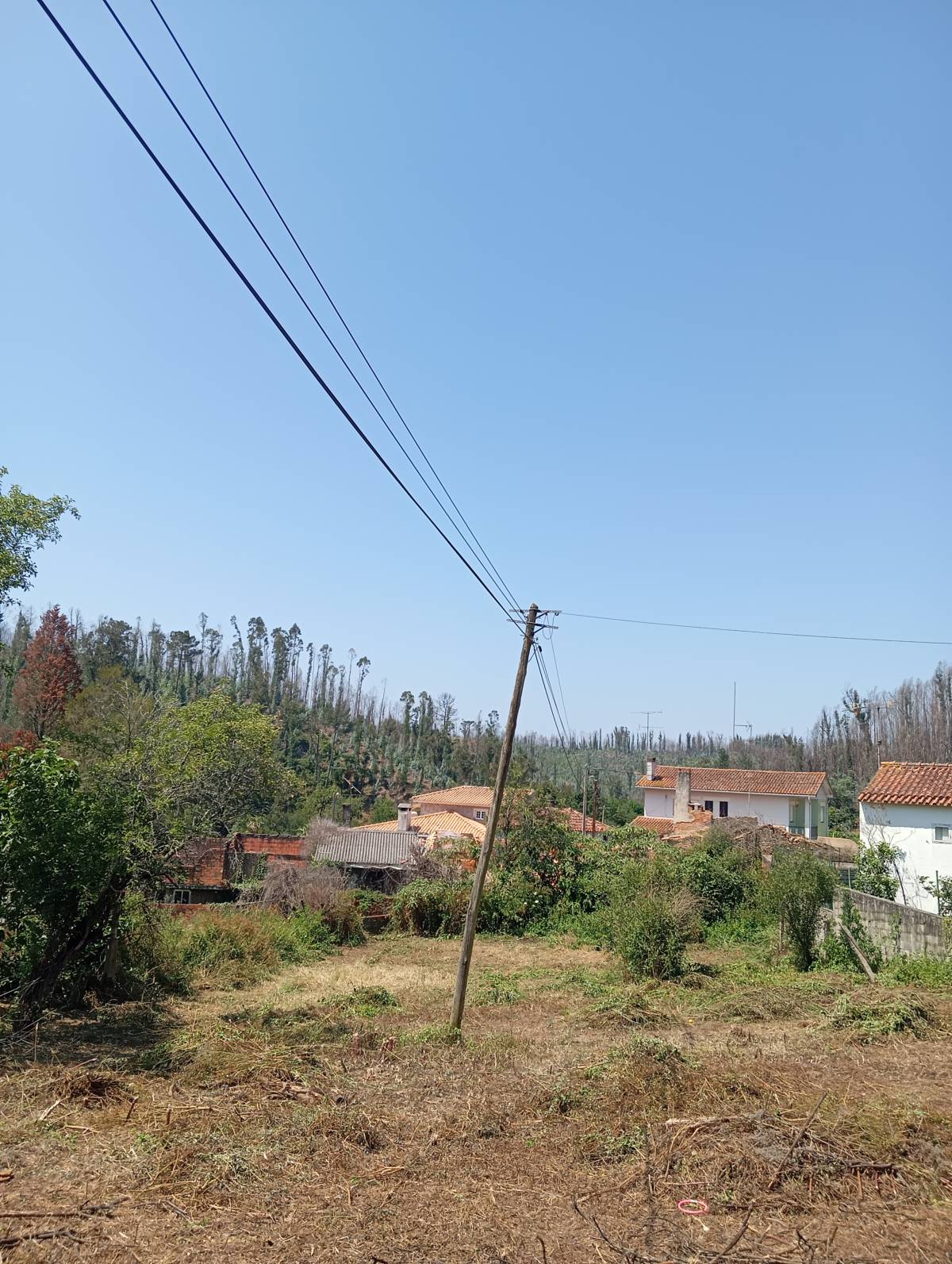 Santos - Aveiro - Remoção de Tronco de Árvore